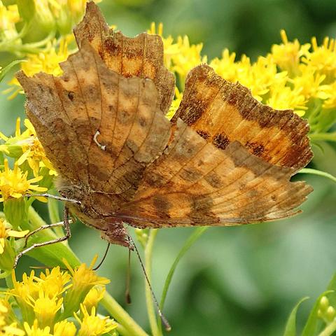 an einem abschüssigen stängel der goldrute mit vielen kleinen gelben blüten hängt ein schmetterling mit dem kopf nach unten, die flügel fast aber nicht ganz zusammen geklappt. wir blicken von der rechten seite auf das tier, das sonnenlicht kommt von seiner linken und leuchtet so durch beide flügelpaare hindurch. dadurch mischen sich die musterungen der ober- und unterseite zu einem etwas unübersichtlichen zusammenspiel aus geäderten orangen flächen und dunkleren braunen flecken, kleinen schwarzen punkten und helleren in reihen angeordneten sichelmonden. in der mitte des hinterflügels ist ein klar zu sehendes kleines weißes mal in form eines C