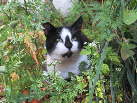 Ein schwarz-weißer Kater sitzt in dichtem Grün, teilweise weiß blühend.