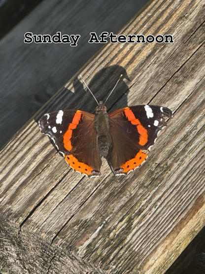 Red admiral butterfly
