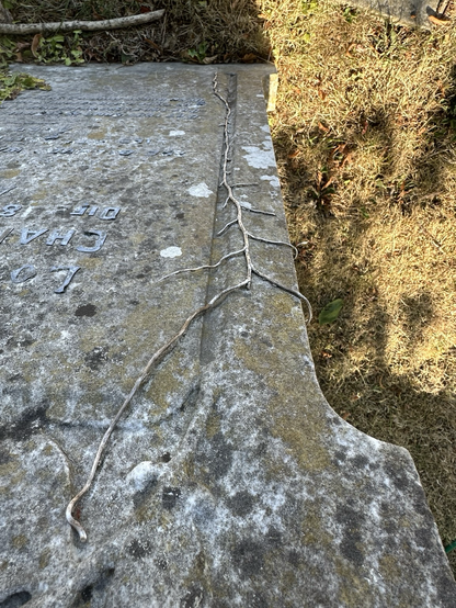 Looking down a grave at dead ivy