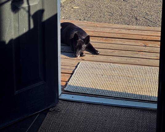 An open door view of a simple wooden deck with mixed texture rugs in the foreground and gravel in the background. A small black dog is in the middle of the photo, sleeping in the sun.