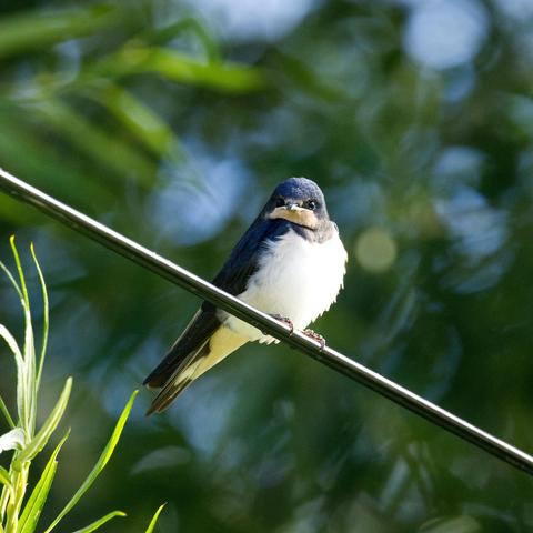 Eine juvenile Rauchschwalbe (Hirundo rustica) sitzt auf einem Stromkabel und schaut den Betrachter direkt an.
Die Rauchschwalbe ist etwa 19 bis 22 Zentimeter lang, davon entfallen zwei bis sieben Zentimeter auf die Schwanzspieße. Das Gewicht während der Brutzeit beträgt bei Männchen zwischen 16,1 und 21,4 Gramm, Weibchen wiegen zwischen 16 und 23,7 Gramm. Die Flügelspannbreite beträgt 32 bis 34,5 Zentimeter.
Die Rauchschwalbe ist sehr schlank, mit einem charakteristischen tief gegabeltem und langem Schwanz. Der Rücken ist metallisch glänzend blau-schwarz. Die Unterseite ist rahmweiß. Charakteristisch ist auch die kastanienbraune Farbe an der Kehle, die ganz schwarz umrahmt ist, sowie an Stirn und Kinn. Auf den Steuerfedern (Schwanzfedern) befinden sich weiße Flecken, die bei gespreiztem Schwanz zu erkennen sind.