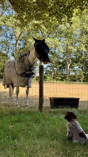 Willem, a 9-week old Lagotto Romagnolo pup sits and looks up to Ella, a 16-year old mare.