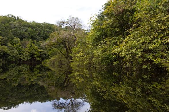 Das Bild zeigt einen dichten grünen Wald, der sich im ruhigen Wasser eines Flusses spiegelt.