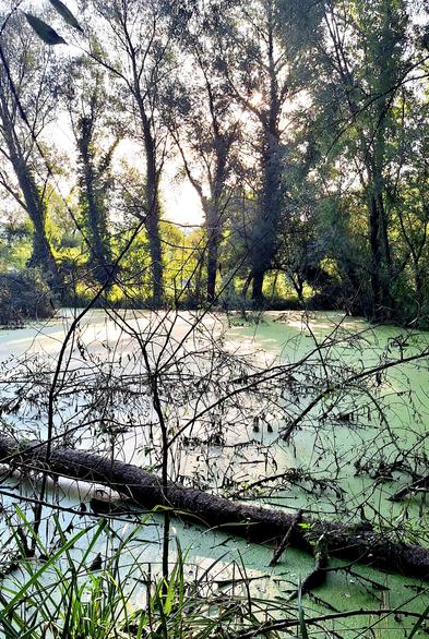 The "La Moixina" wetlands this morning at dawn. Surrounded by tall trees, the water in these wetlands at this time of year displays an intense light green color due to the very high concentration of algae. The sun, still very low, barely filters through the riverside trees.