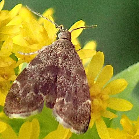 ein kleiner falter mit pfeilspitzförmiger silhouette rüsselt in kleinen gelben blüten herum, wir blicken ihm auf den rücken. das schokobraun der grundfarbe ist in weiten bereichen mit beige meliert, fleckenweise aber auch rein und zusätzlich zieht sich ein nicht ganz durchgehendes dünnes welliges helles band quer über den hinteren bereich. ganz an der hinterkante sind helle fransen.