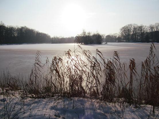 Ein zugefrorener See. Im Vordergrund vertrocknete Schilfhalme, die aus dem Schnee ragen. Die Sonne steht tief und spiegelt sich auf der Eisfläche.