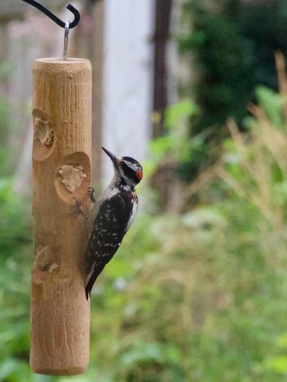 A large Hairy Woodpecker rests on a feeder. The feeder is a log with holes drilled into it. Each hole is filled with a mix of fat, nuts and mealworms.