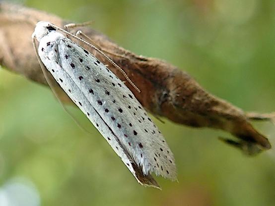 auf einer vertrockneten triebspitze, einem abgebrochenen ast, einem aufgerollten braunen blatt, keine ahnung, auf irgendetwas braunem pflanzlichen, sitzt eine weiße motte mit die mit kleinen schwarzen punkten übersät ist. sie ist sehr länglich, stäbchenförmig und hält ihre fühler, die mehr als halb so lang sind wie das ganze tier, nach hinten seitlich an den flügel angelegt