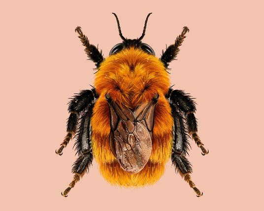 Overhead photo-like illustration/composite of this bee. It's on a pink background. It is giner-clord, with six black fuzzy legs, and two antennae, with its wings crossed on its back