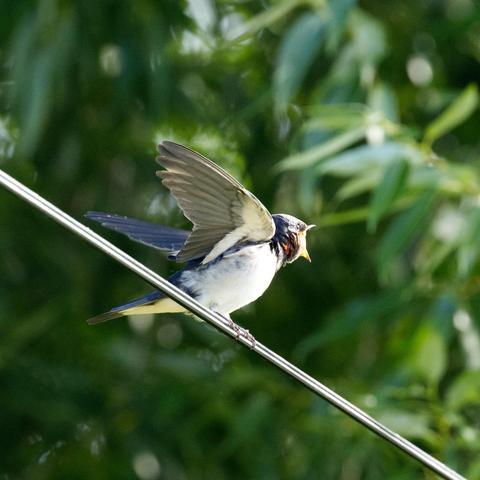 Eine juvenile Rauchschwalbe (Hirundo rustica) sitzt auf einer Stromleitung, flattert mit den Flügeln und streckt den Kopf mit weit aufgerissenem Schnabel vor.
Die Rauchschwalbe ist etwa 19 bis 22 Zentimeter lang, davon entfallen zwei bis sieben Zentimeter auf die Schwanzspieße. Das Gewicht während der Brutzeit beträgt bei Männchen zwischen 16,1 und 21,4 Gramm, Weibchen wiegen zwischen 16 und 23,7 Gramm. Die Flügelspannbreite beträgt 32 bis 34,5 Zentimeter.
Die Rauchschwalbe ist sehr schlank, mit einem charakteristischen tief gegabeltem und langem Schwanz. Der Rücken ist metallisch glänzend blau-schwarz. Die Unterseite ist rahmweiß. Charakteristisch ist auch die kastanienbraune Farbe an der Kehle, die ganz schwarz umrahmt ist, sowie an Stirn und Kinn. Auf den Steuerfedern (Schwanzfedern) befinden sich weiße Flecken, die bei gespreiztem Schwanz zu erkennen sind.