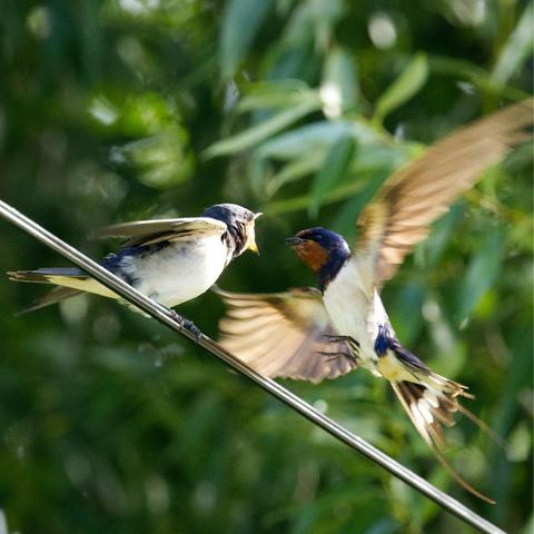 Der Jungvogel hat den Hals weit offen. Ein Altvogel flattert heran.