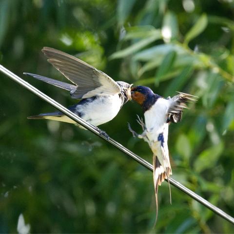 Der Altvogel flattert vor dem Jungvogel und stopft diesem das Futter in den Hals.