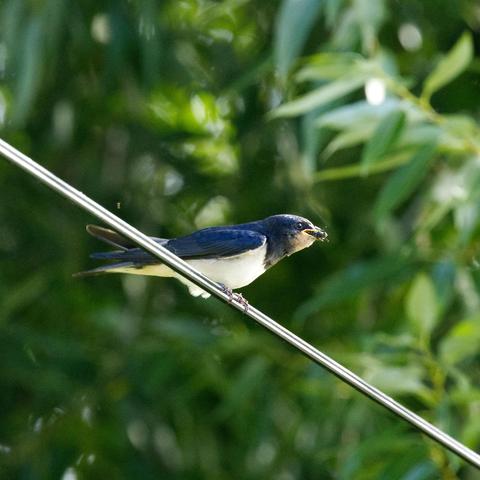 Der Altvogel ist wieder weg. Die Jungschwalbe hält eine dicke Fliege im Schnabel.