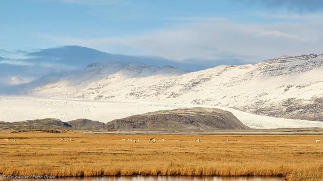 A colour photo of a mountainous landscape under a partly cloudy sky. In front of the snow-covered mountain flank is a glacier dropping slowly to ground level. A few hills are hiding part of the ice field. The foreground is a large expanse of yellowed grassland. Just in front of the viewpoint is an expanse of water. Spread across the shot on the pasture in the distance are at least sixteen reindeer, most of them with their heads down, grazing on the grass.