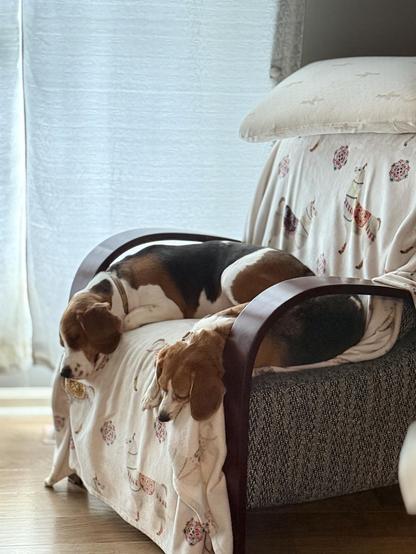 An arm chair covered in a llama blanket. Two sleeping beagles hang their heads over the edge of the chair. Random pillow on the top of the chair just for fun.