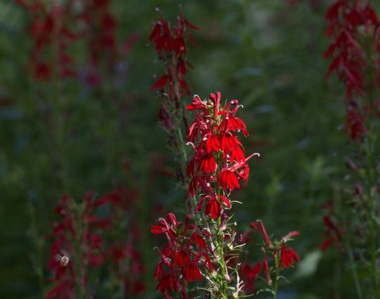 Sunlit plant with bright red flowers on green stem stands out amid darker background made up of other instances of of same plant, defocused in dimmer light.