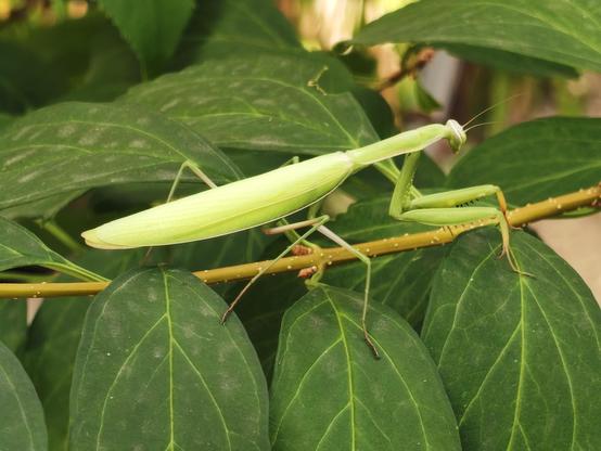 A bright green mantis sitting on a branch