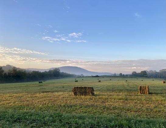 A broad field with trees on either side and a graceful hill (known locally as Donat’s Peak) in the distance. The hill looks bluish and some mist shrouds it’s base. Above it long clouds are tinted with peach and above them the sky is clear blue. The field is green and dotted with rectangular bales but streaks of the first light of the sun turn the grass orange in places. It is a bright clear morning early in the season of harvest.