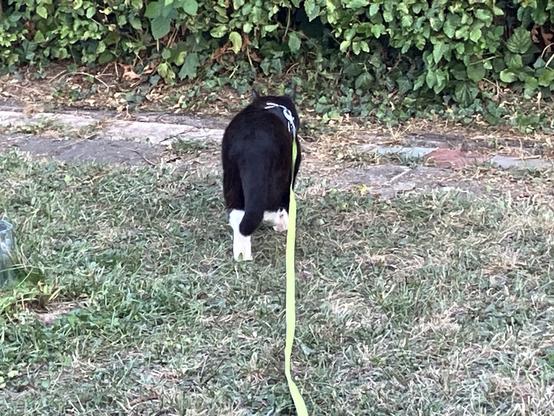 black cat with white nose and socks walking away from the pawparazzo, showing you the backside, tail down