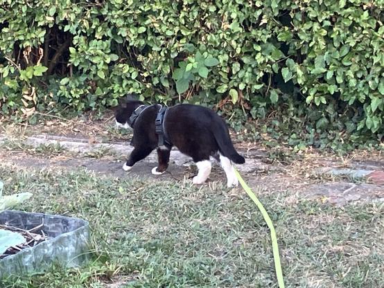she has turned to the left so we see her from the side in all her glory as she leaves us, dragging her leash behind her