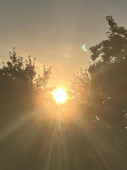 de Sunn hinne de Bööm vunne Nachbare, ävve ma sitt nur ene Lischtklecks. Neben nem Ast spiegelt sisch jet in jrön, dat wie en Sischel ussitt