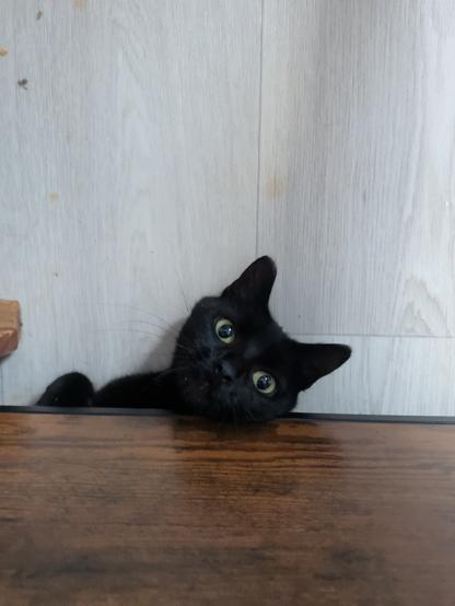 A black cat with large yellow eyes and HUGE pupils peeks out from underneath the footboard of a wood bed, looking up and facing the camera. One paw is emerging, and the cat's head is fully visible, but no other evidence of danger can be seen. Not pictured are the needle-tipped murder mittens that inflict maximum violence on any passing foot that is unfortunate enough to be within range. The floor is a very light grey wood-pattern vinyl, and could use a clean.