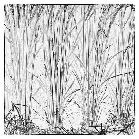 A square format detail of rice plant stems. The original was a color photo but this is a monochrome copy made to look like a grainy etching. Most of the image is of stems and leaves but at the top a thin strip of rice ears is visible, and at the base, scrubby fallen stems drift like snow at the edges of the frame. Rice paddy pic No. 106 is the original.