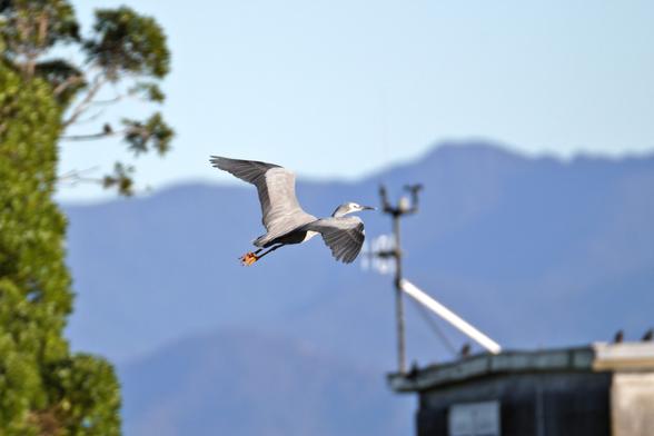 A stylish white-faced heron taking off. Mountains in the background, a building behind the bird, and some greenery to the left.
