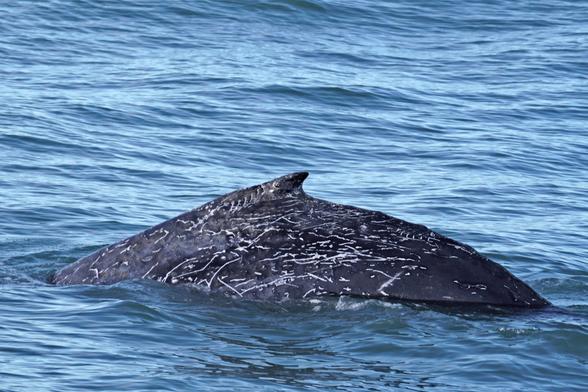 Scratchy the humpback whale shows the results of epic battles with squid down below: the back is black, but there are many white scratches.