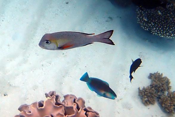 Three fish and some coral on the Great Barrier Reef: humpnose big eye bream, a blue fish, and a black fish. There is some pinkish coral in the frame below, and sand in the background.
