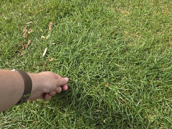 Photo of hand touching grass