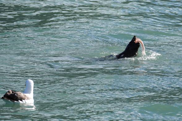 A seal in the water has captured a squid and is in the process of eating it. An albatross unsuccessfully tried to steal the squid and is now just sitting nearby in case the seal messes up or something.