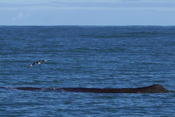 A Cape Petrel (black with white spots) flies above a sperm whale on pretty calm waters.