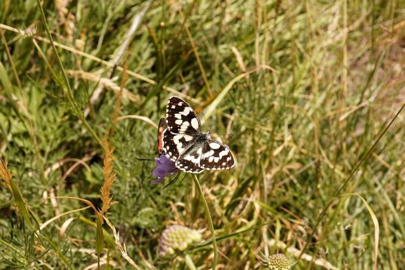Near Courmayeur: two butterflies on a thistle, though you can really only see the marbled white (again, black and white) and some orange underneath.