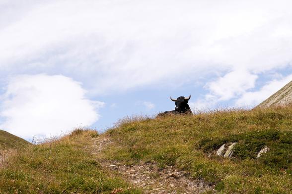 A cow peeks out over a rise. There is grass between us and the cow, as well as the path. The sky is kind of cloudy.