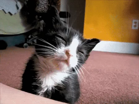 image/gif of an adorably scraggly tuxedo kitten looking sleepy and low energy.