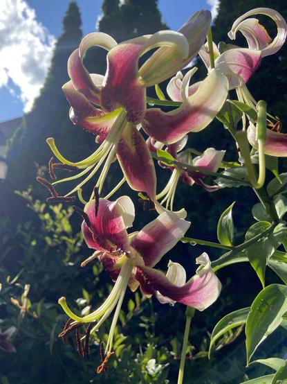 Lilies in late afternoon sun, their petals are dark pink, edged with white, yellow at the center, curling all the way back. Very long stamens are bright green with brown anthers.