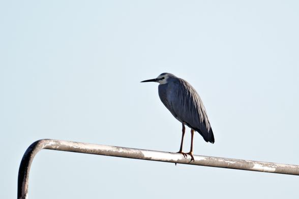 White-faced heron (mostly grey, but with, well, a white face, and sleek feathers) poses on a rail.