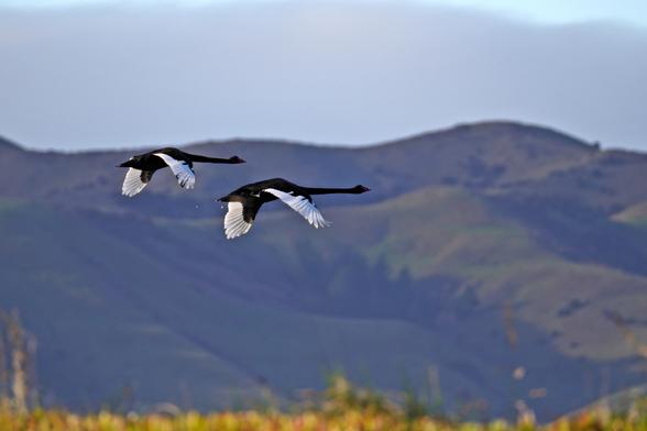 Two black swans flying with some hills in the background. Turns out that black swans look all black but their wings are actually mostly white when they're flying.