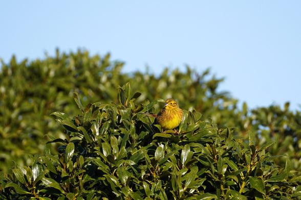 A yellowhammer perches near the top of a small tree. The tree's leaves are olive green. The bird is yellow, though not really canary yellow, but more like yellow and brown.