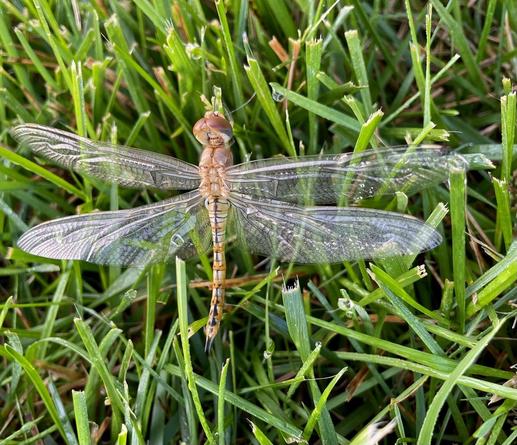A clear-winged dragonfly with a gold-toned body that has a dark line going up the middle lying on wet grass