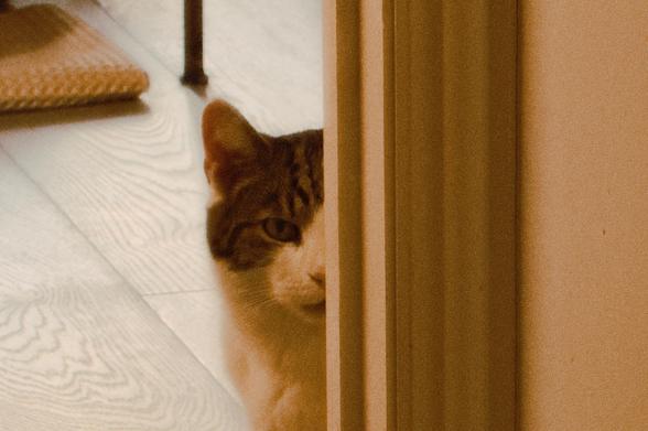Tabby cat sitting just outside an open door, face half covered like he’s peaking round the door frame. He’s looking not quite directly at camera.