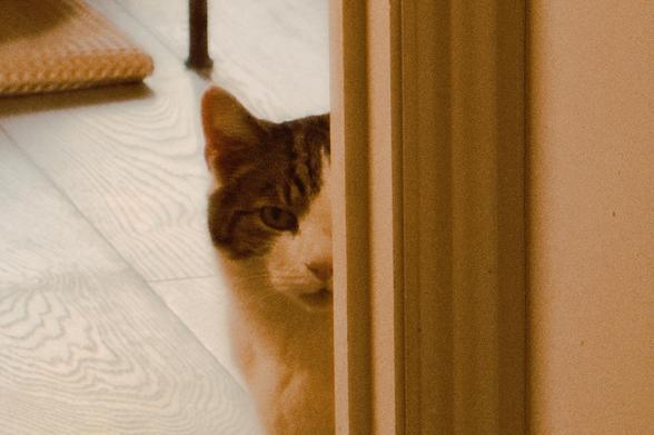 Exactly the same but now he’s looking directly at camera with his only visible eye.