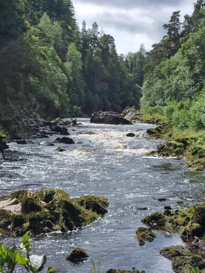 Looking upstream on the river. The sun sparkles on the water as it tumbles over the rapids, fairly benign after a long relatively dry spell. Conifers come down to the water's edge on both banks.
