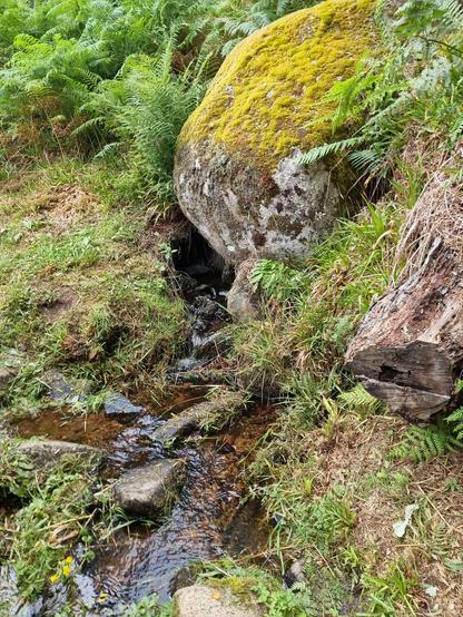 A tiny brook babbles as it emerges from beneath a huge moss-covered granite boulder.