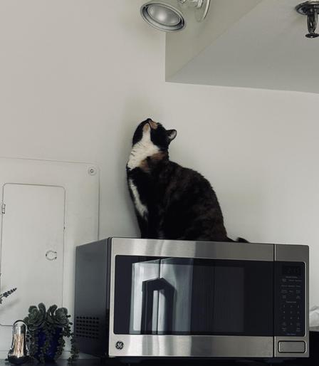 A color photo of a calico cat with a white neck and bib area sitting on top of a microwave looking straight up at a light, that almost looks like a spotlight. The wall is completely white and on the left there is the door of a fuse box and a little plant and some toothpicks.