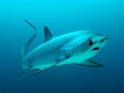 Picture of a thresher shark.  Its eye is comically large and has an intrinsically worried/scared expression to it.  The overall mood of apprehension is enhanced by its mouth, an upside down semicircular shape.