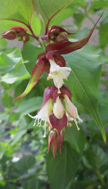 Very close up of a single bloom on the new Himalayan honeysuckle bush that's sprung up behind the garden waste bins.  Surrounded by bright green leaves, a long, hanging bloom with several small, creamy white blossoms in the vague shape of a witch's hat/upside down bell.  Around them are rich, dusky dark pink petals.