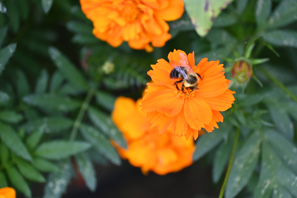 A bee crawling on an orange coreopsis bloom